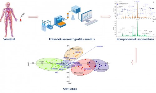 MOLEKULÁRIS ANALITIKAI VIZSGÁLATOK (LC-MS)